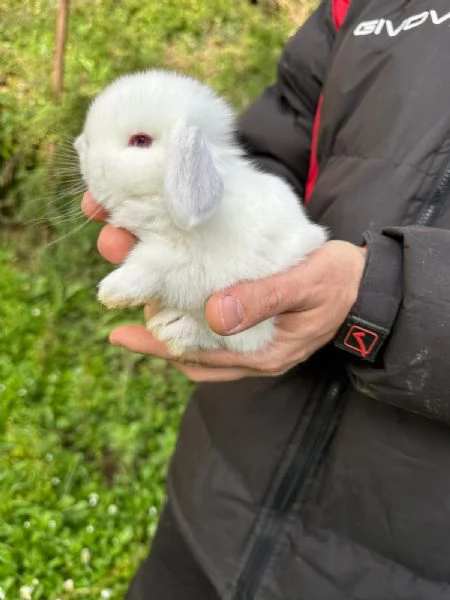 Conigli ariete nano cuccioli | Foto 3
