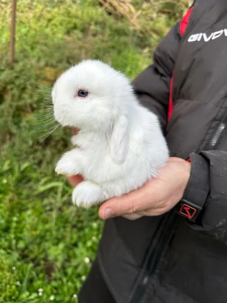 Conigli ariete nano cuccioli | Foto 2