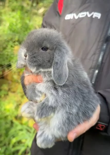 Conigli ariete nano cuccioli | Foto 1