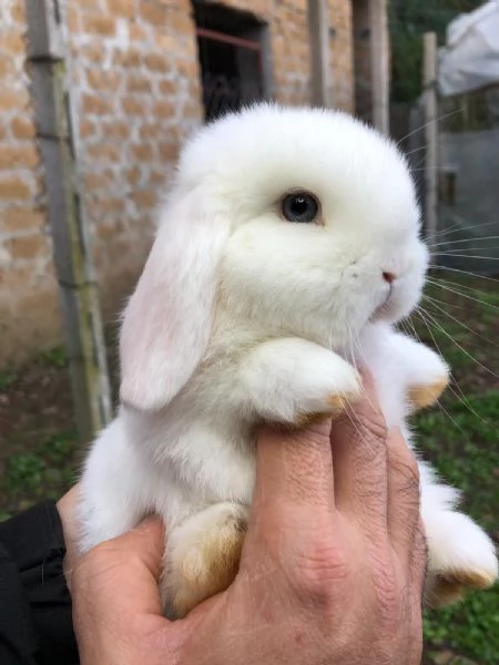 Conigli ariete nano cuccioli | Foto 0