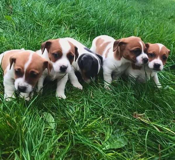 simpatici cuccioli di jack russell dalla fattoria