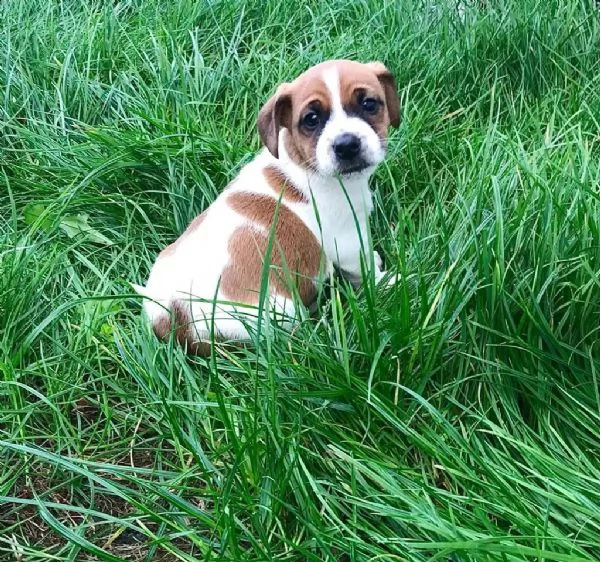 simpatici cuccioli di jack russell dalla fattoria | Foto 5
