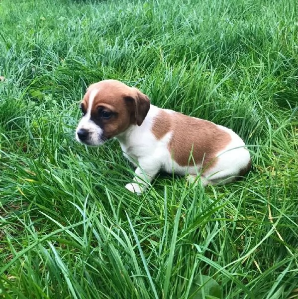 simpatici cuccioli di jack russell dalla fattoria | Foto 4