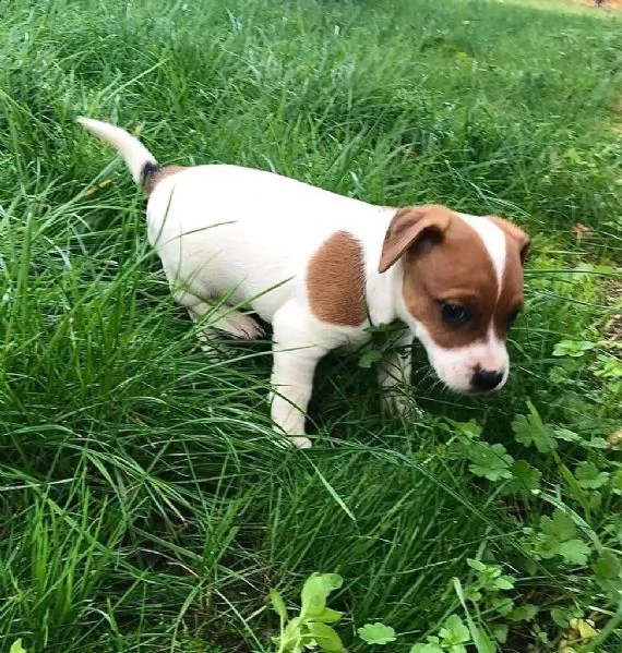simpatici cuccioli di jack russell dalla fattoria | Foto 3