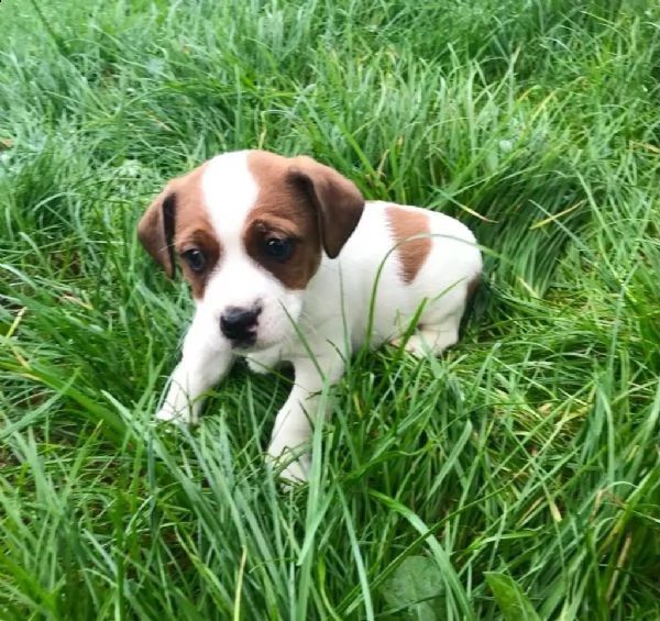 simpatici cuccioli di jack russell dalla fattoria | Foto 1