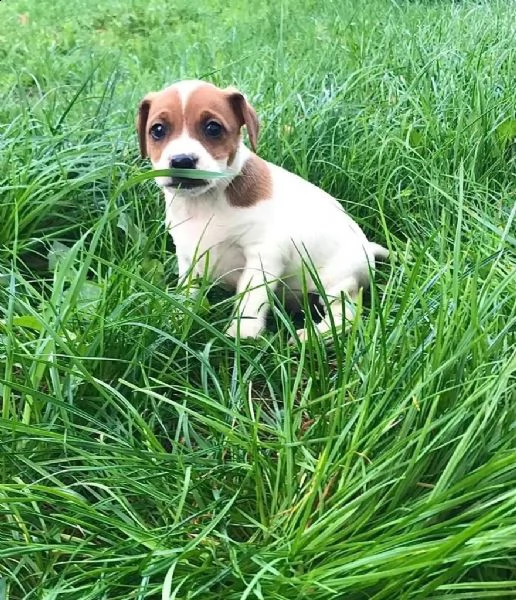 simpatici cuccioli di jack russell dalla fattoria | Foto 0