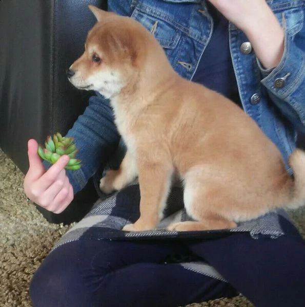 cucciolo di shiba inu addestrato a casa | Foto 6