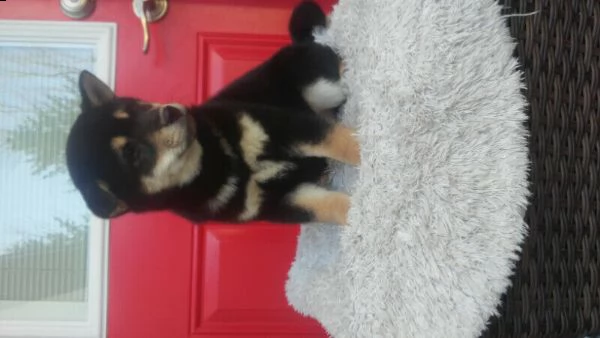 cucciolo di shiba inu addestrato a casa | Foto 3