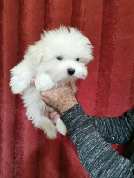 cuccioli maltesi toy | Foto 3