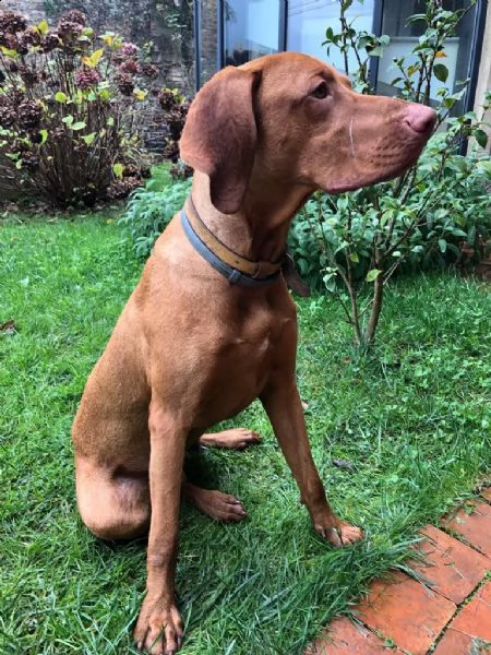 bracco ungherese  | Foto 0