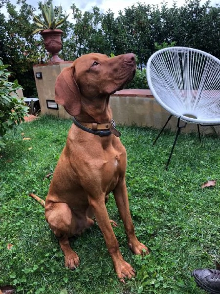 bracco ungherese 