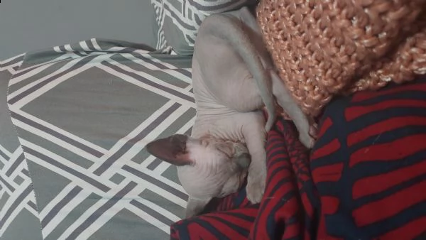 sphynx cuccioli  | Foto 4