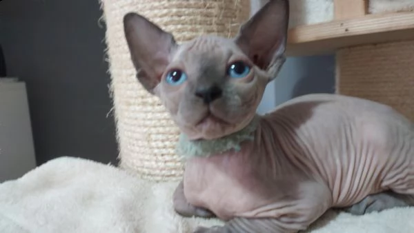sphynx cuccioli 