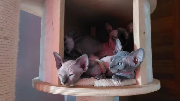 sphynx cuccioli  | Foto 3