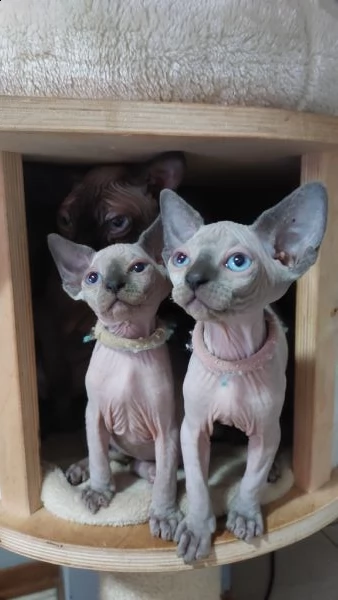 sphynx cuccioli  | Foto 2