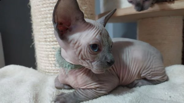 sphynx cuccioli  | Foto 1