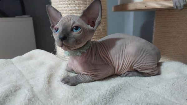 sphynx cuccioli  | Foto 0