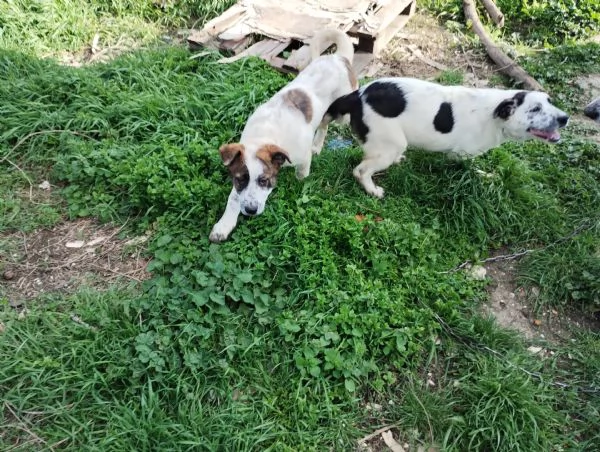 Cuccioli in regalo  | Foto 0