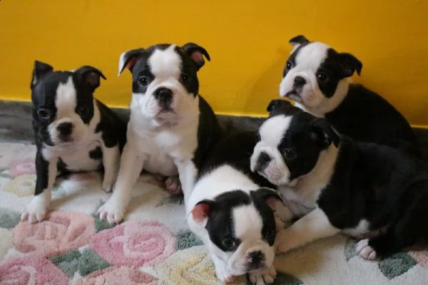 cuccioli con pedigree