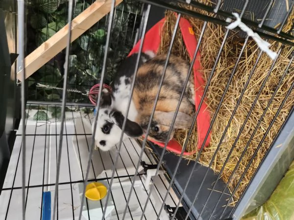due conigli ariete con gabbia a due piani | Foto 0