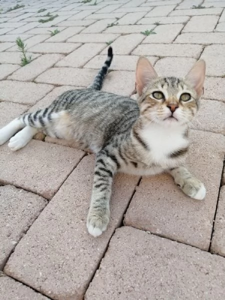 affido gatti tigrati zona cerveteri | Foto 5