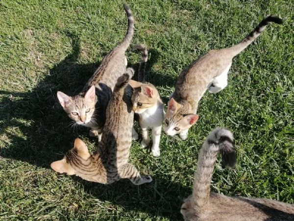 affido gatti tigrati zona cerveteri
