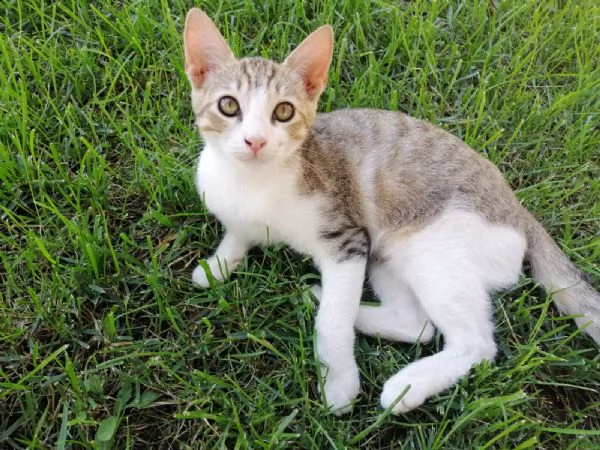 affido gatti tigrati zona cerveteri | Foto 4