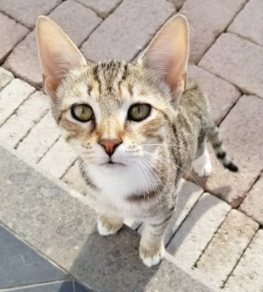 affido gatti tigrati zona cerveteri | Foto 3