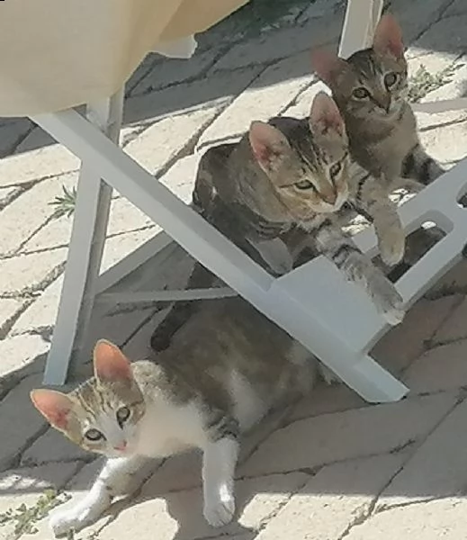 affido gatti tigrati zona cerveteri | Foto 2