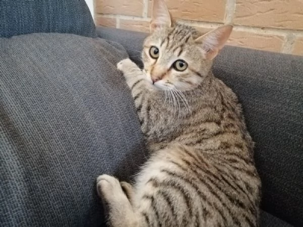 affido gatti tigrati zona cerveteri | Foto 1