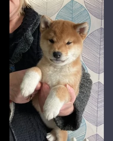 fantastici cuccioli di shiba inu