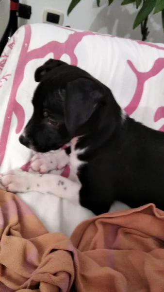 cagnolina meticcia | Foto 6