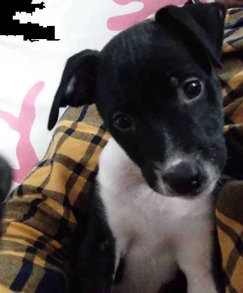 cagnolina meticcia