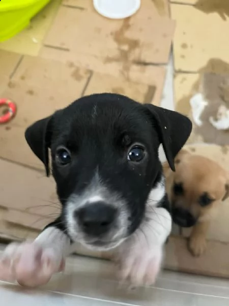 cagnolina meticcia | Foto 5