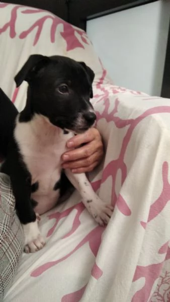 cagnolina meticcia | Foto 4