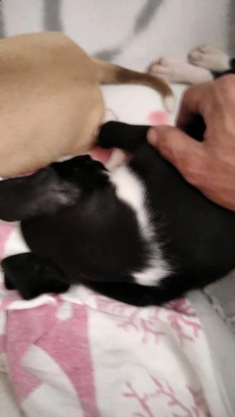 cagnolina meticcia | Foto 1