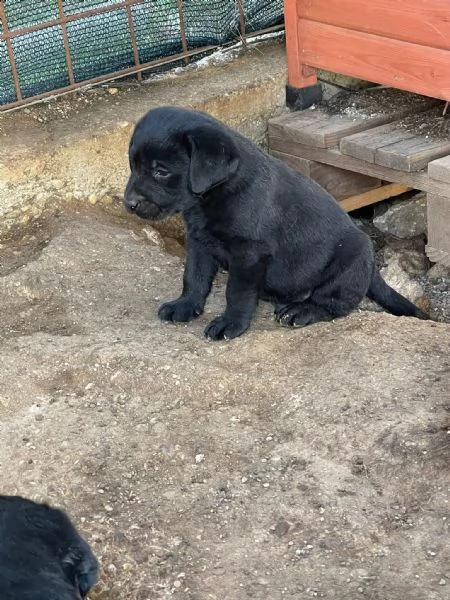 vendita cuccioli di labrador (da privato) | Foto 3