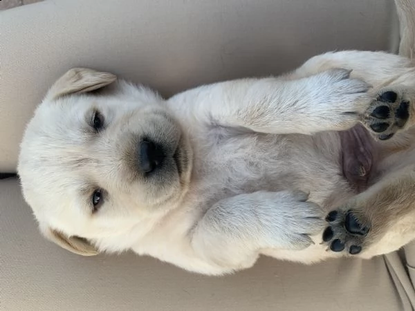 vendita cuccioli di labrador (da privato) | Foto 2