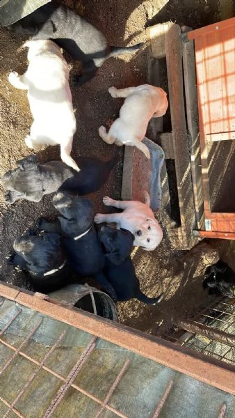 vendita cuccioli di labrador (da privato) | Foto 1