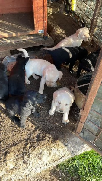 vendita cuccioli di labrador (da privato) | Foto 0