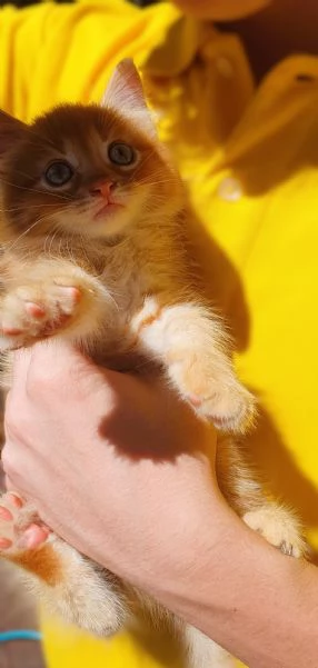 Gattino a pelo lungo 2 mesi  Viaggia ovunque