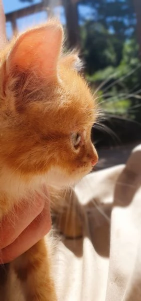 Gattino a pelo lungo 2 mesi  Viaggia ovunque | Foto 3