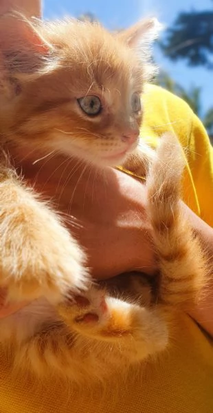 Gattino a pelo lungo 2 mesi  Viaggia ovunque | Foto 2