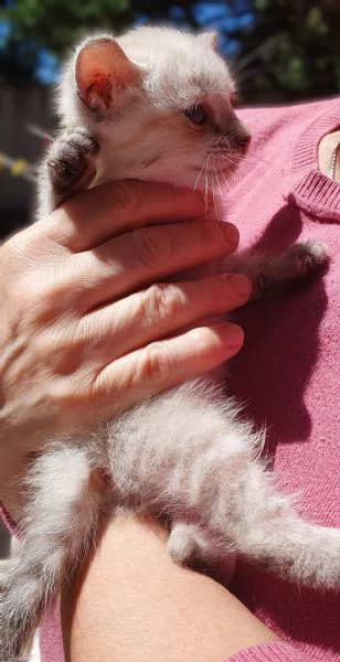 Gattina a pelo lungo 1 mesetto  Viaggia ovunque | Foto 2