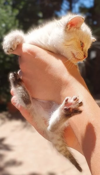 Gattina a pelo lungo 1 mesetto  Viaggia ovunque | Foto 1