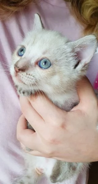 Gattina 1 mesetto  Viaggia ovunque