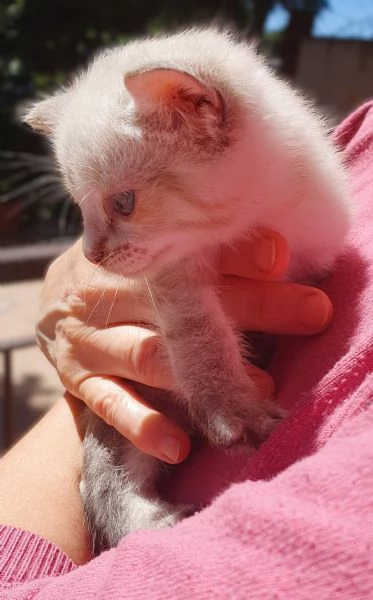 Gattina a pelo lungo 1 mesetto  Viaggia ovunque