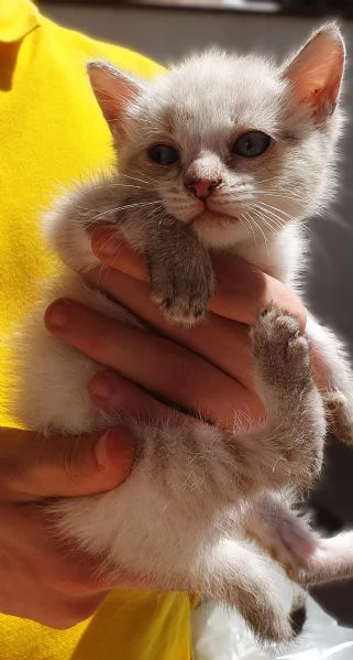 Gattina a pelo lungo 1 mesetto  Viaggia ovunque | Foto 0