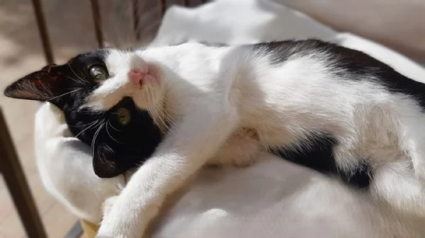 Gattino a pelo corto 4 mesi  Viaggia ovunque