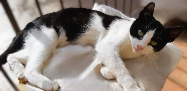 Gattino a pelo corto 4 mesi  Viaggia ovunque | Foto 1